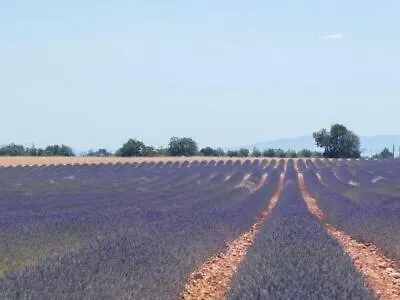 فيلة Etoile